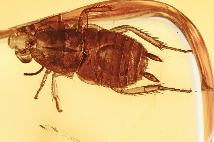 Detailed Fossil Cockroach (Blattodea) In Baltic Amber - Rare! #275454